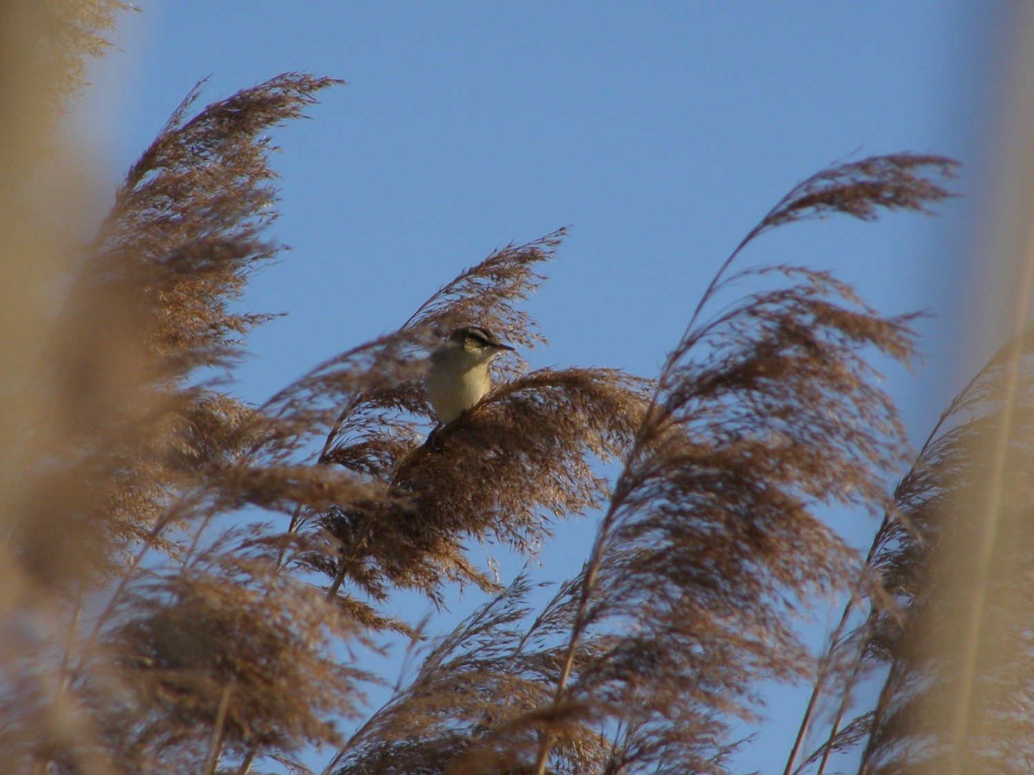 livebirdspoland_5251beef1cdc86a842ab72d9ba4fef90.jpg