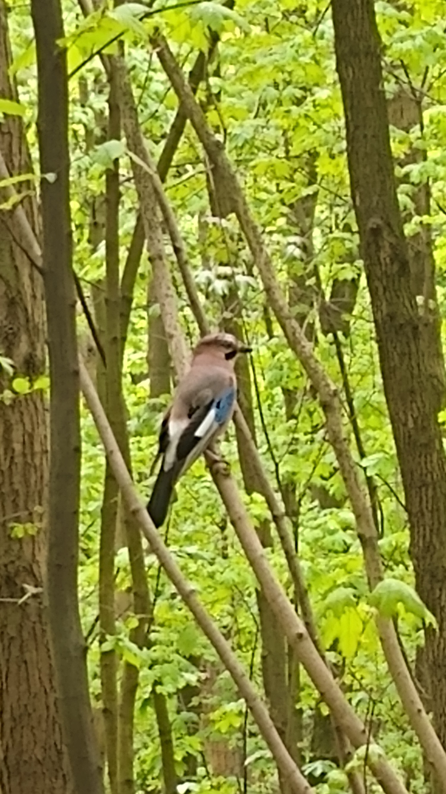 livebirdspoland_47b0afd3e8d764c3547474caac7d394f.jpg