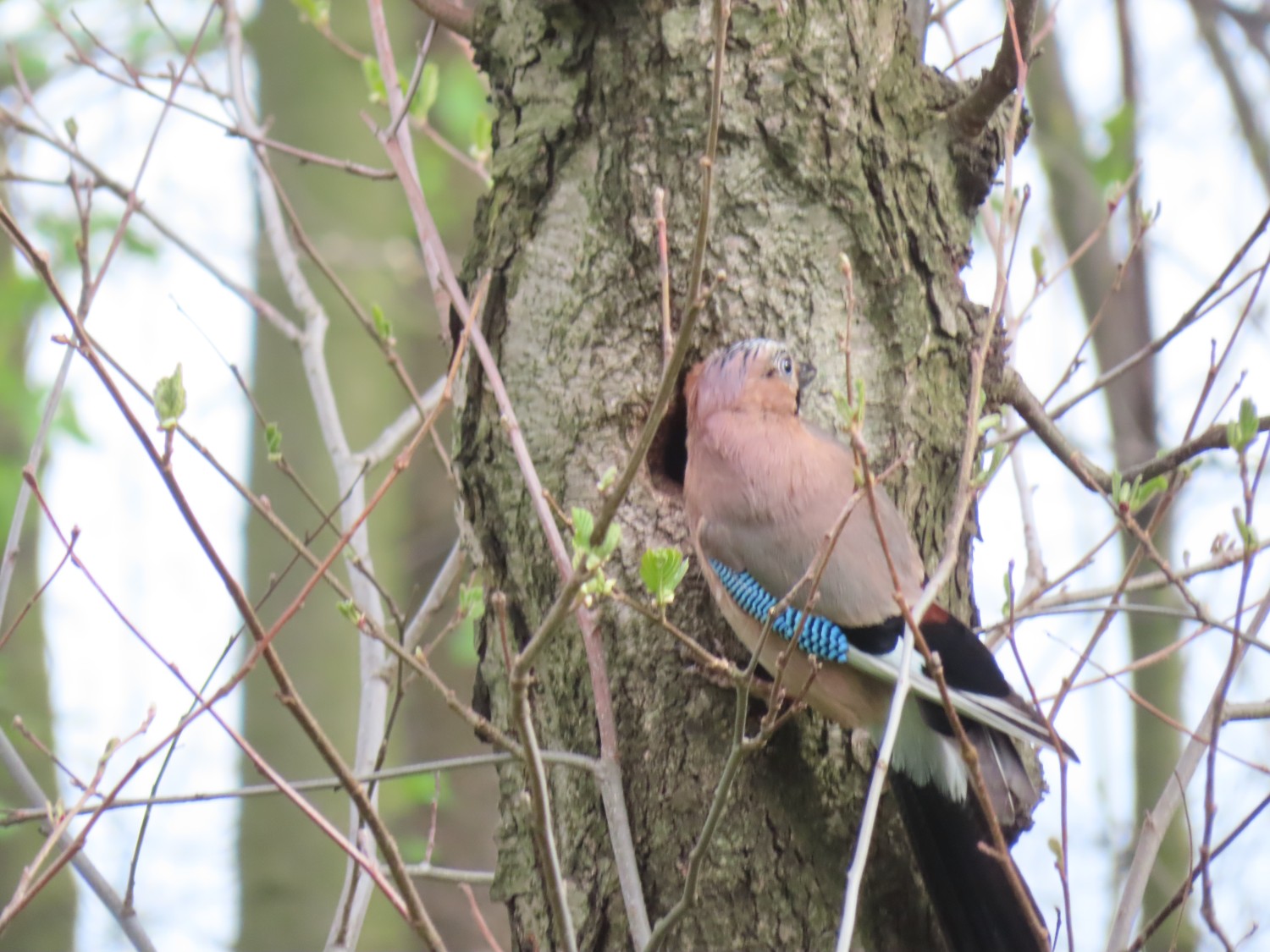 livebirdspoland_10d84cc2a74b723fa06874b35998b2a8.jpg