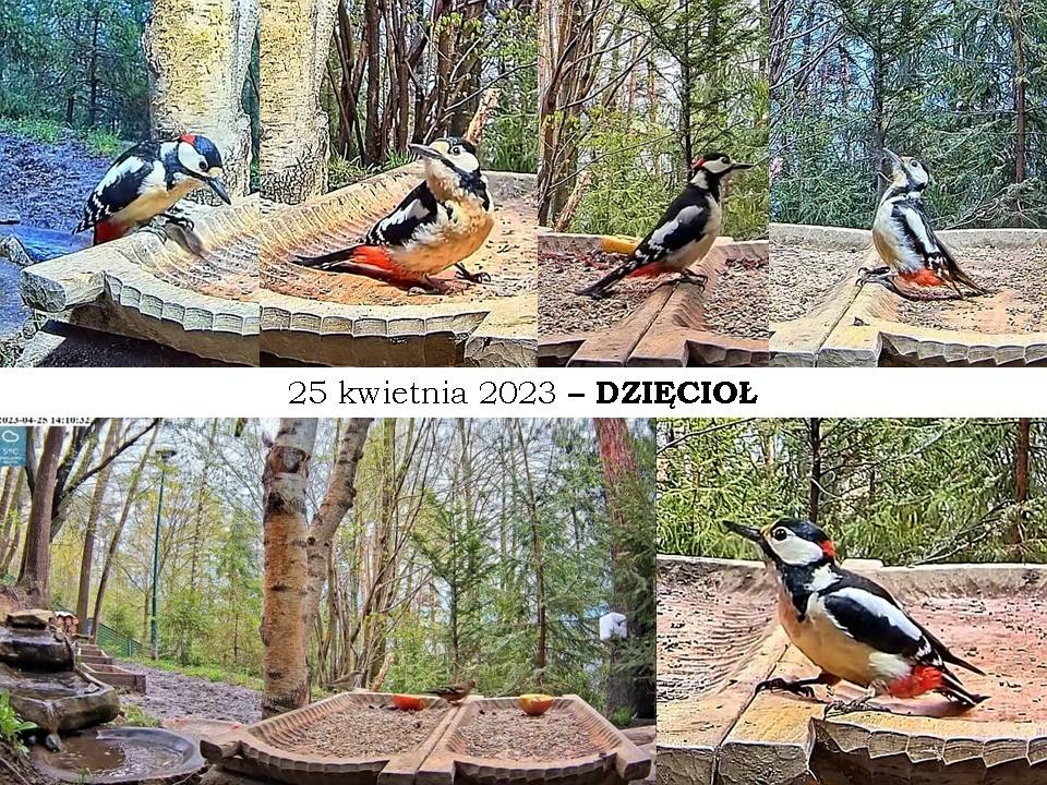 livebirdspoland_03b9c1ee917b678f3e7ab0ee59d7572b.jpg