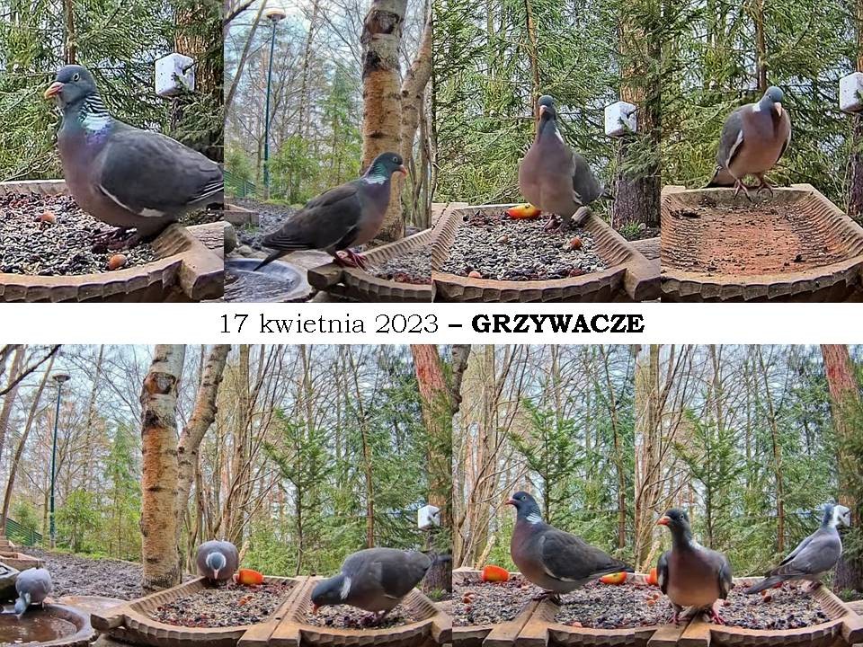 livebirdspoland_1d6b852ebee22f58930c94ab4a2e35d0.jpg