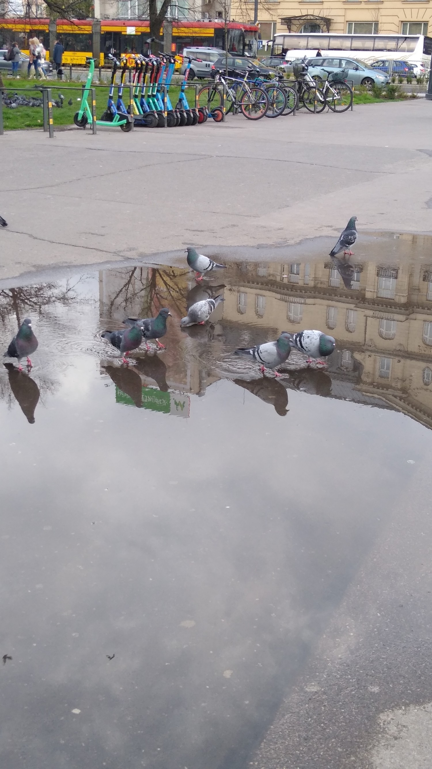 livebirdspoland_6f979109f8eb41a8ff2d1f4d3b41804c.jpg