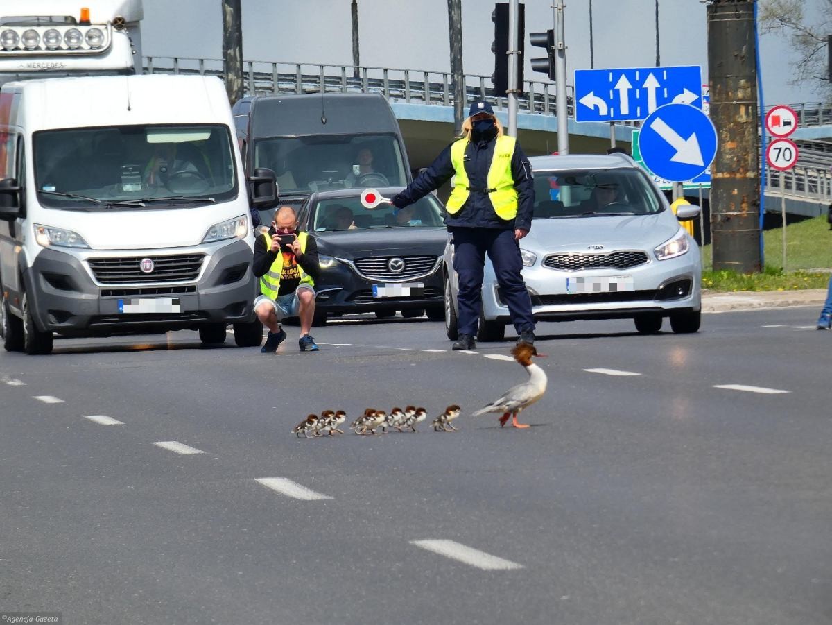 livebirdspoland_f2a991cc3ca4bd5974ff02440e72dc7e.jpg