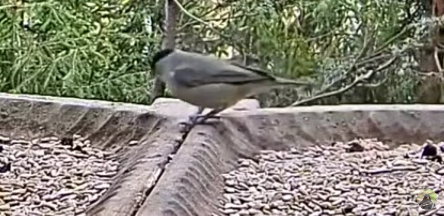 livebirdspoland_0fe66ab99e70dfa21eb56ee211f39f9f.jpg
