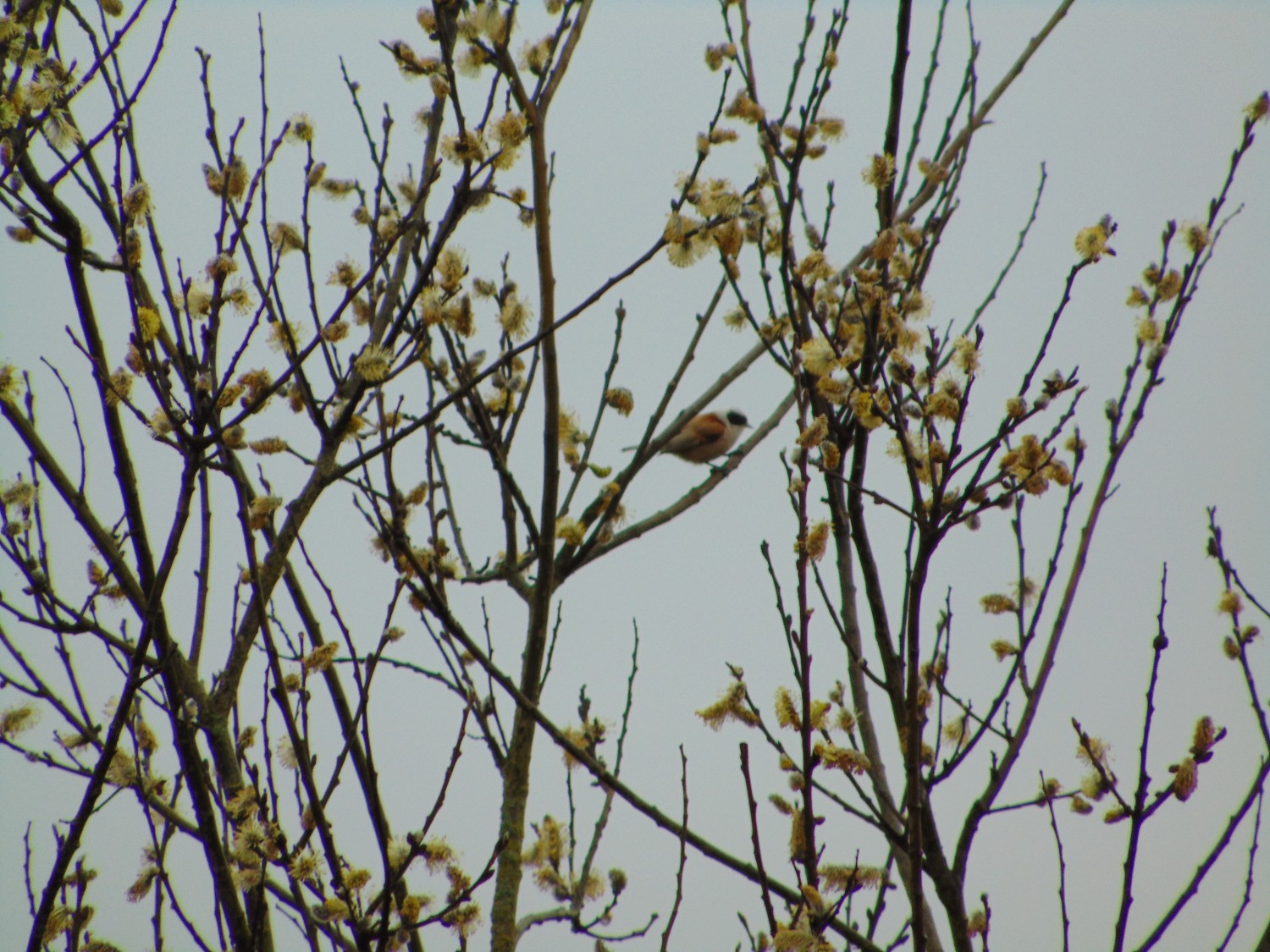 livebirdspoland_382b53d51ffb6c855023293496137276.jpg