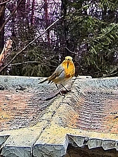 livebirdspoland_16b7d6c3dc969ae4cb422c8ec73e2a96.jpg