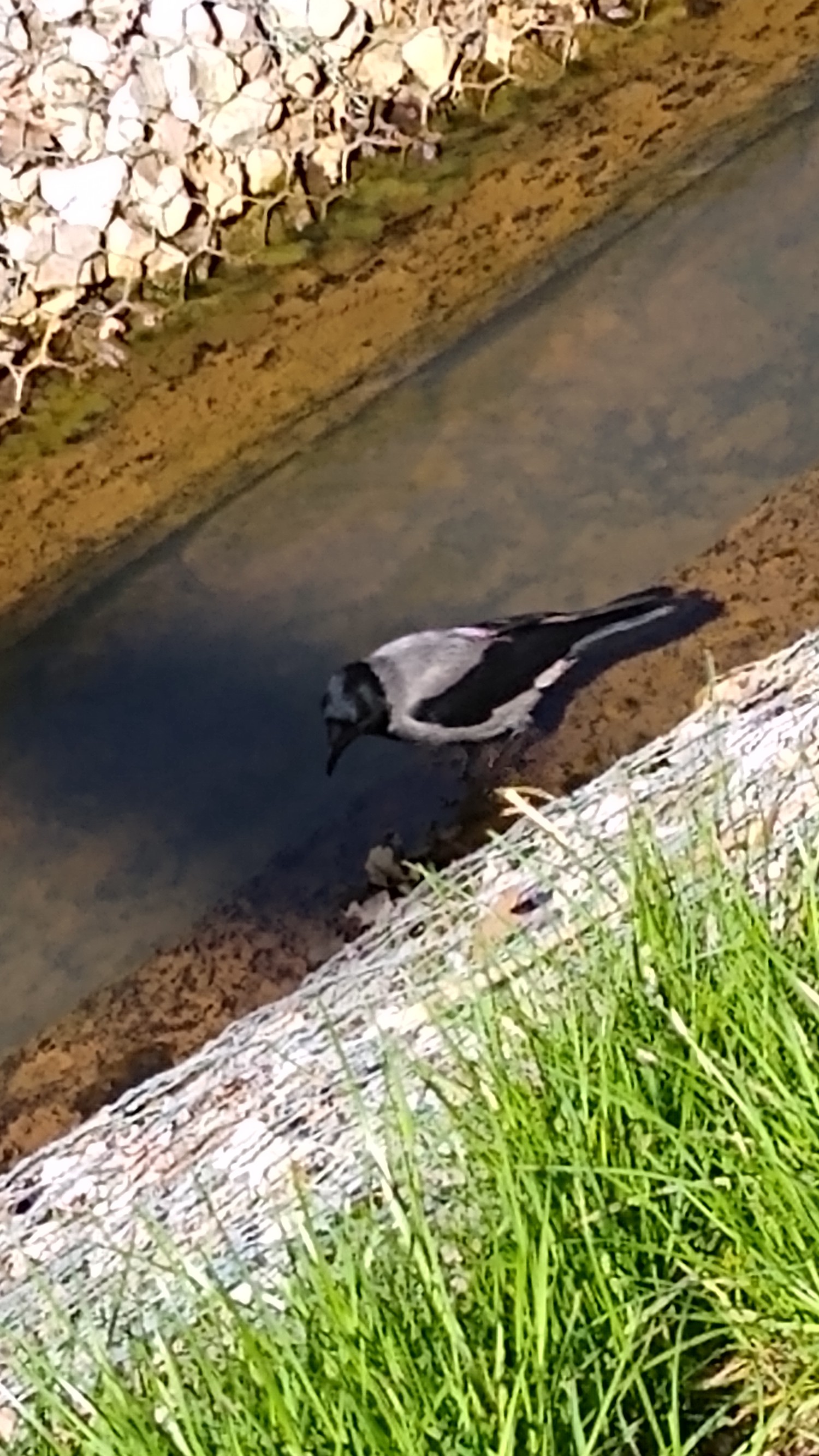 livebirdspoland_d713507e304b8b96aef7c53cd9688362.jpg