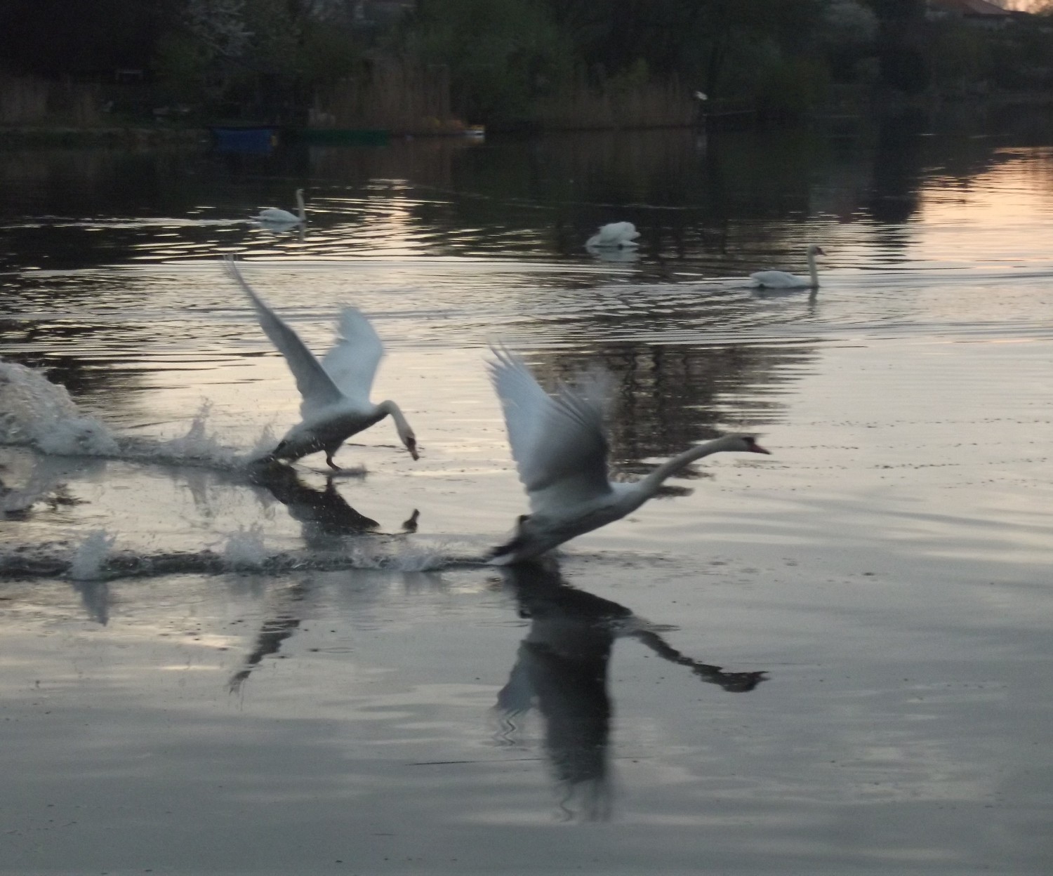 livebirdspoland_faceef3502e9f655ea6e5347f98d2276.jpg