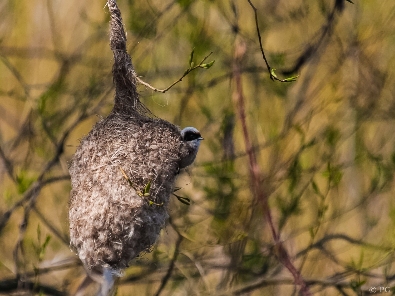 livebirdspoland_fb85f96b94121144efdbde66107f04d2.jpg