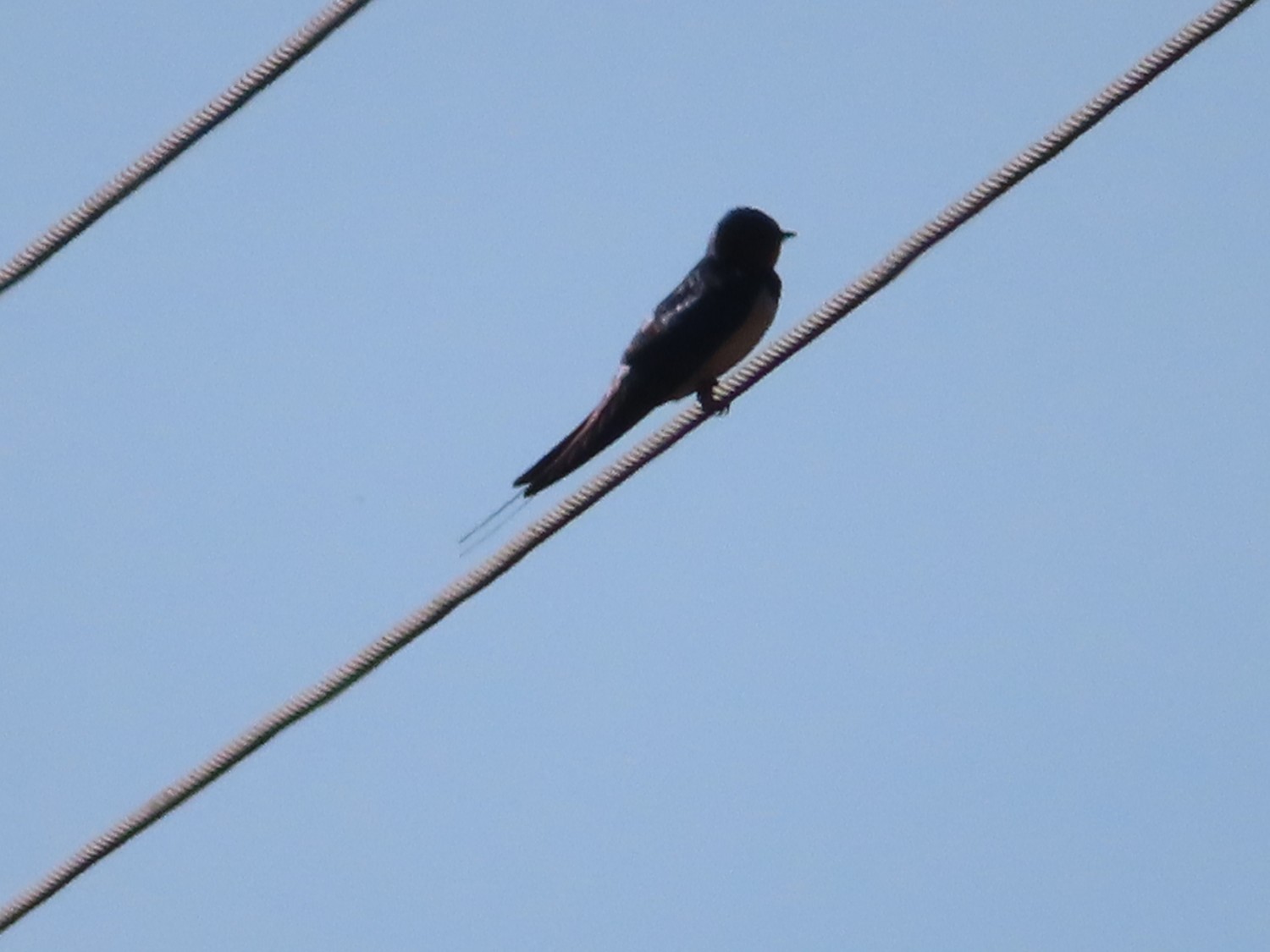 livebirdspoland_45441d00688dfc03debfe3f5d3e0efc7.jpg