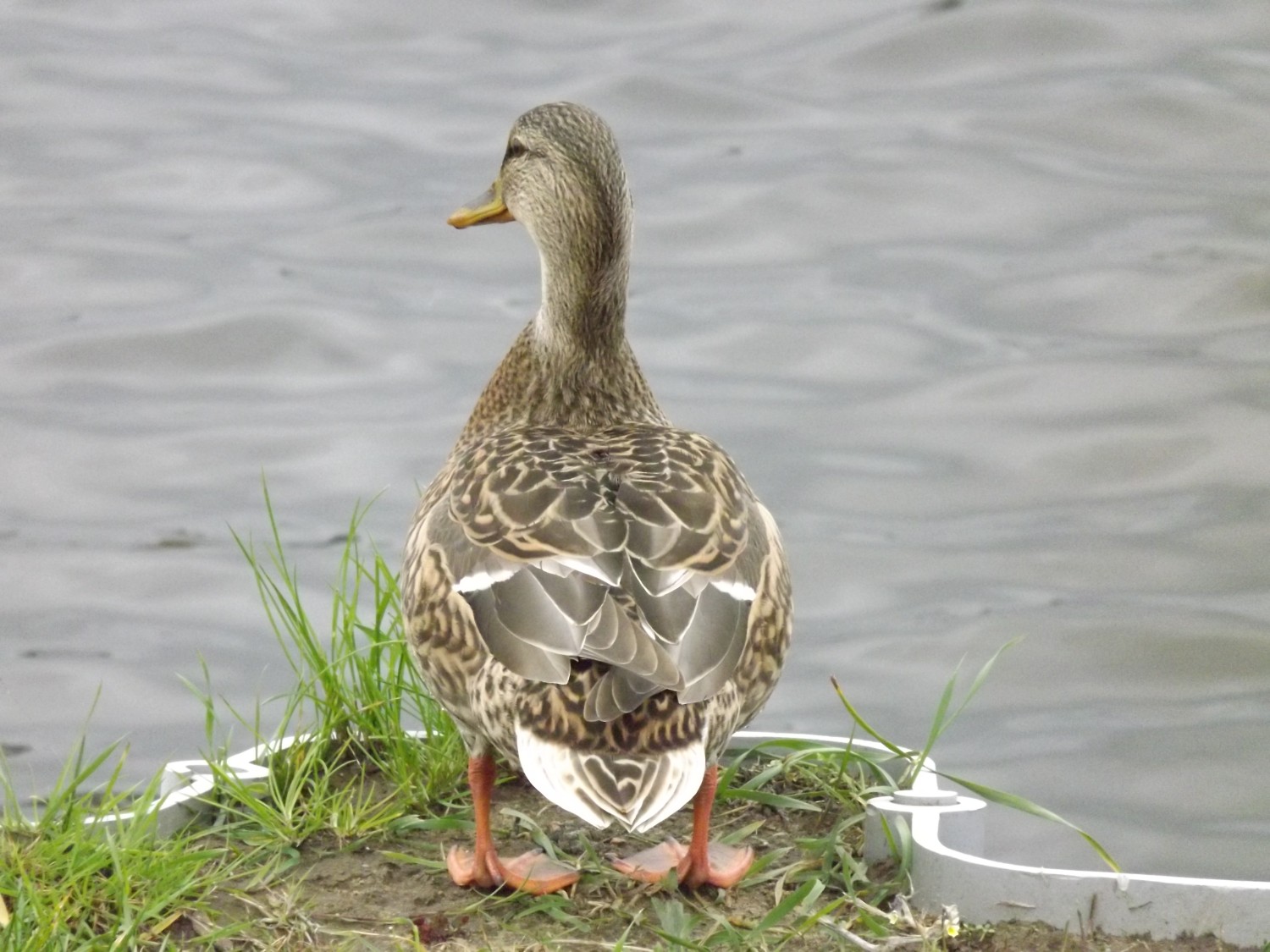 livebirdspoland_eaf89ba029b7a6f9b4dc81abcd635996.jpg