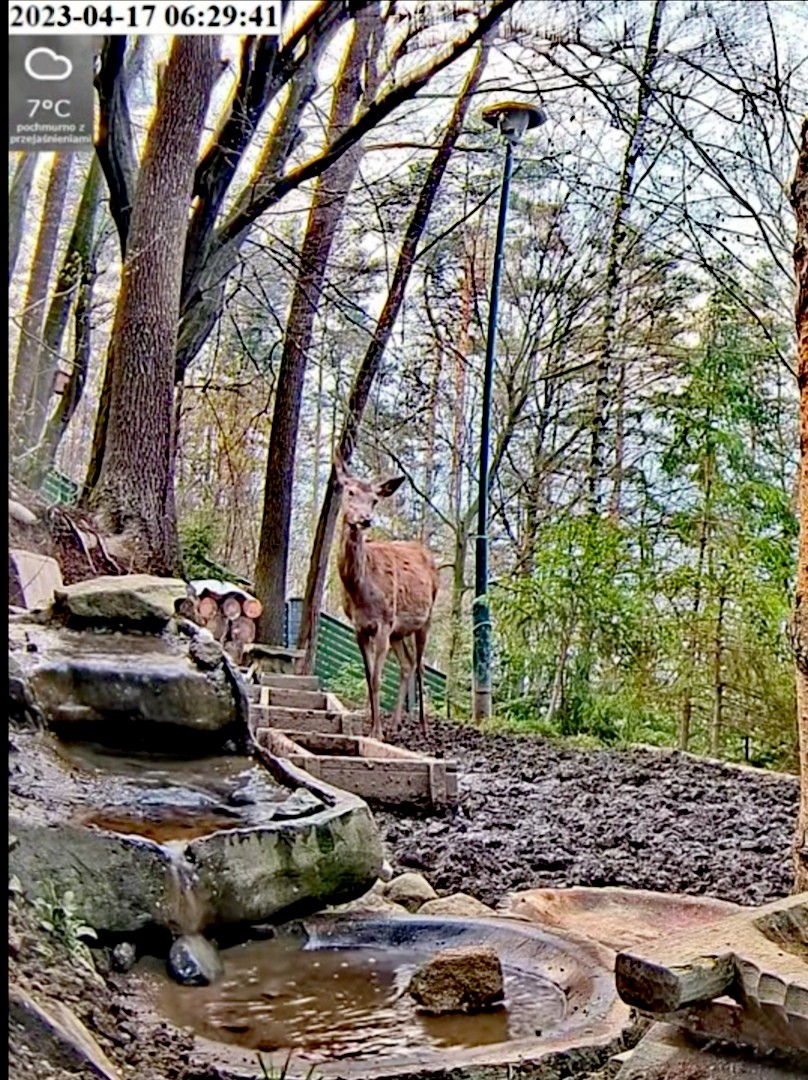 livebirdspoland_08b602f737fd71db0bdcccdf78338d27.jpg