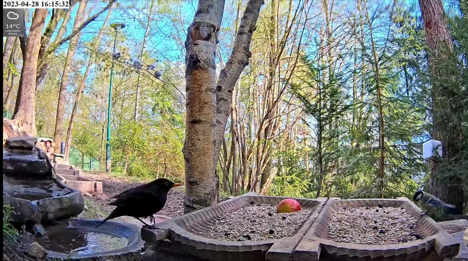 livebirdspoland_f605f3194e8fe7982beb59b1b4001aab.jpg