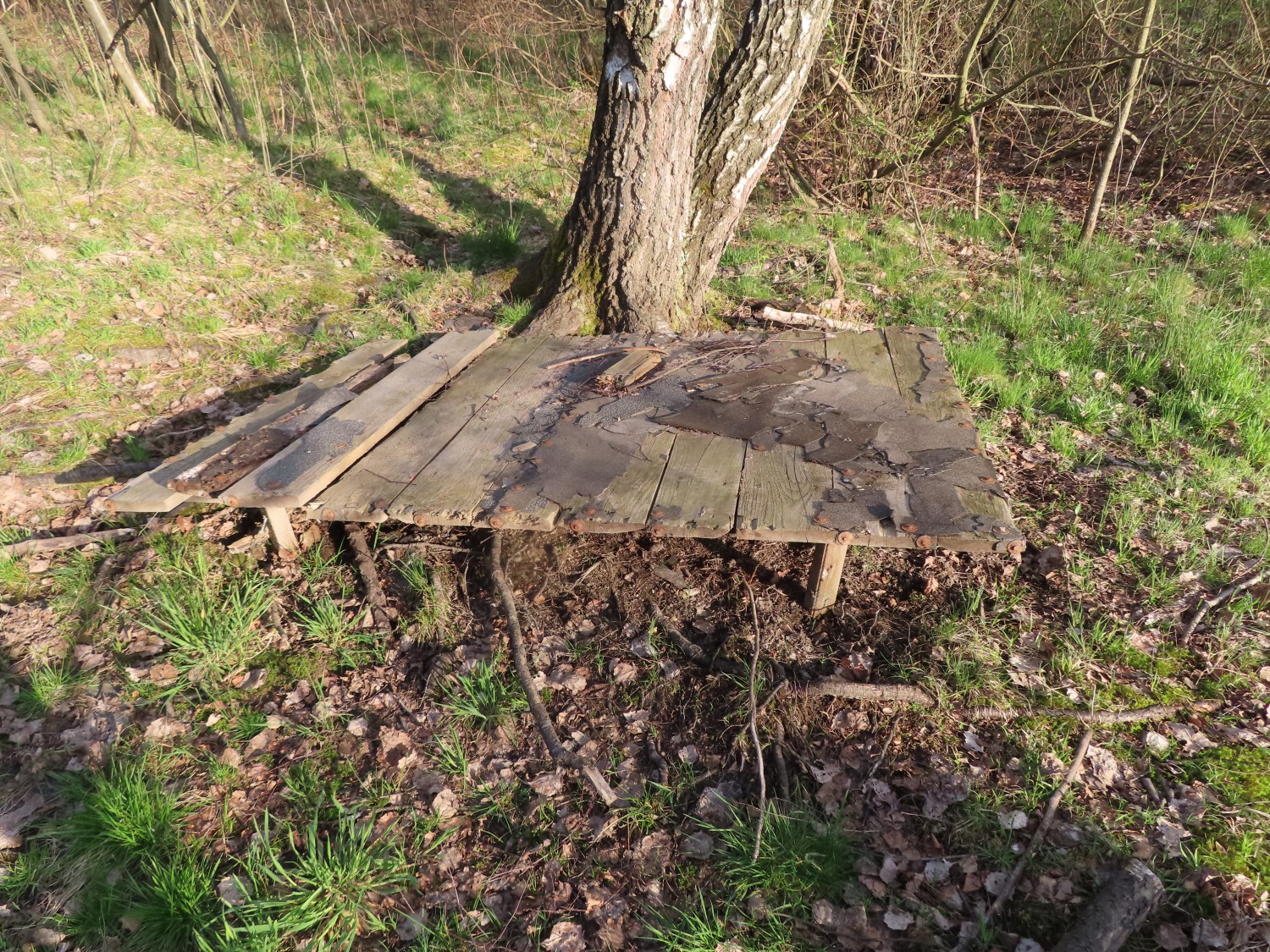 livebirdspoland_0c7960ff81b984f706bfb18296eb36df.jpg