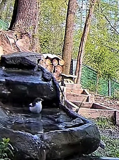 livebirdspoland_db2a9d5e2eb0ea7067e4887953729413.jpg