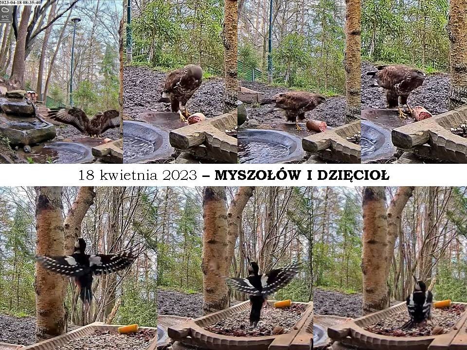 livebirdspoland_c8015a2eb2089b29c4dc801995e1d472.jpg