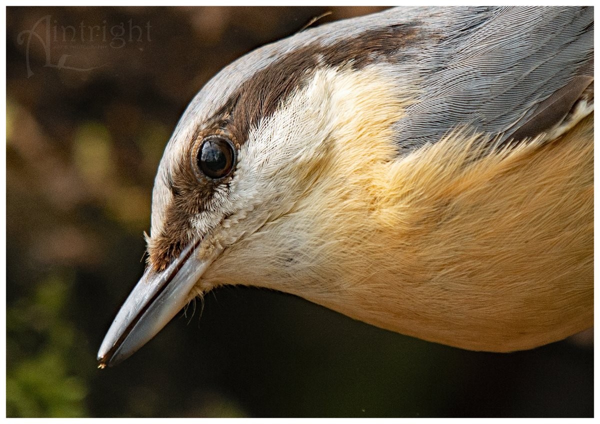 livebirdspoland_762ecf6d3cd4c08aa826bc9f390b6667.jpg