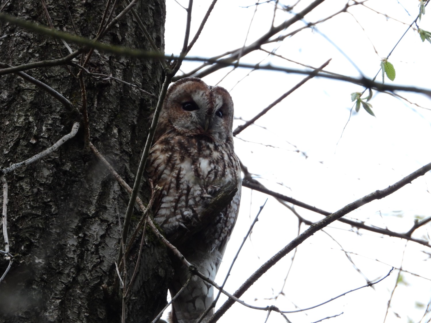 livebirdspoland_3e7806df75e4bcd79282289f84e6bcd1.jpg