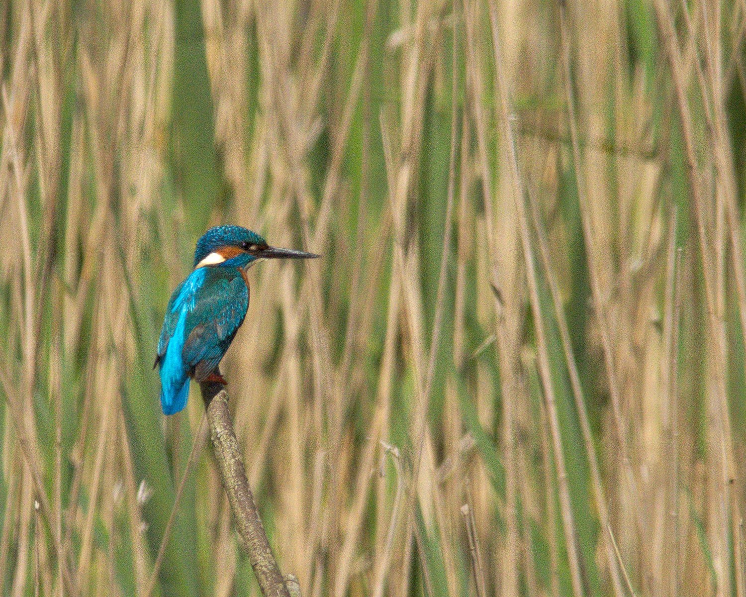 livebirdspoland_fb4468e27a3b998e5752b527986910b6.jpg
