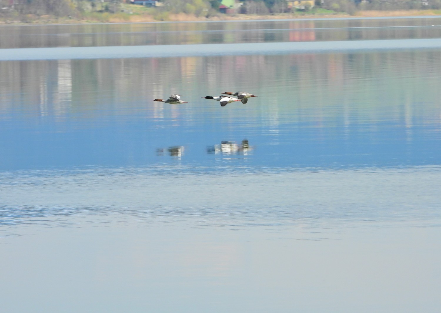 livebirdspoland_06f7d68ff586844b0eff1808dc34802f.jpg