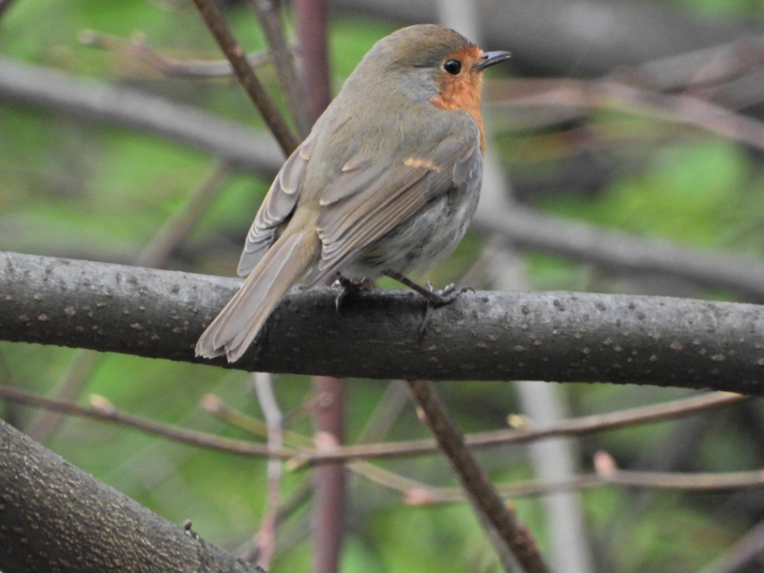 livebirdspoland_45a0c2831eec8a51d313d12dd20758cf.jpg