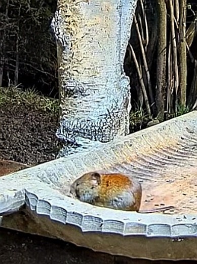 livebirdspoland_1967fb18321c5511c9bdcad529b63c4d.jpg
