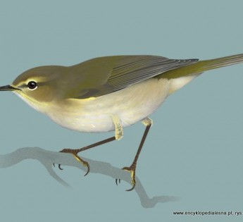 livebirdspoland_24a5474c8cb4a663453fe3d6a27e4139.png