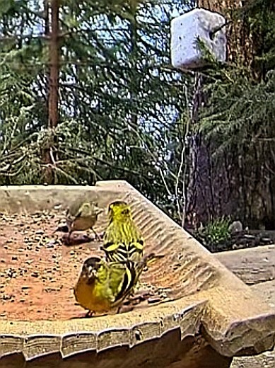 livebirdspoland_f9a300e6dbee621b5917e117e95f9824.jpg
