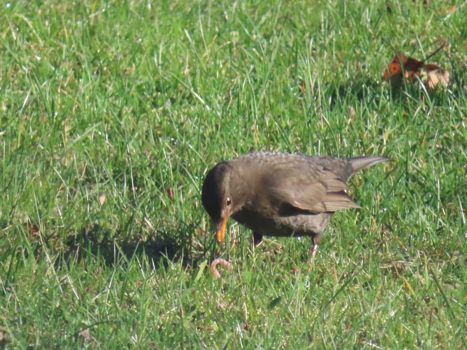 livebirdspoland_32f59773f5a827c0d1b628707ce8b694.jpg