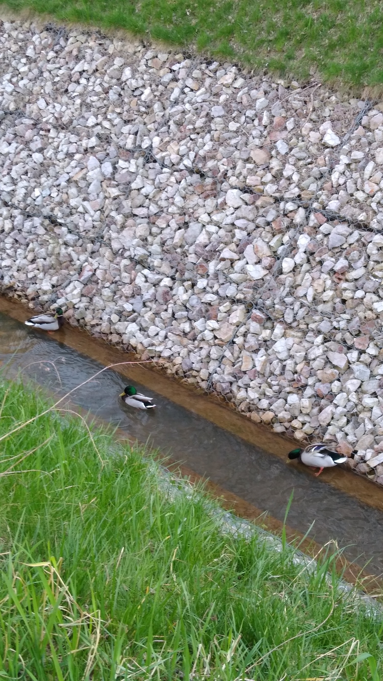 livebirdspoland_c4349a4c616f875d34d05c3e872818f4.jpg