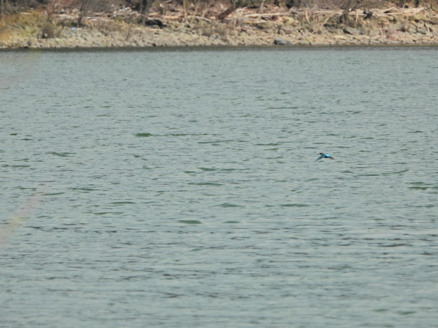 livebirdspoland_1d9f7003c9ddac47cc66e6987f6492f4.jpg