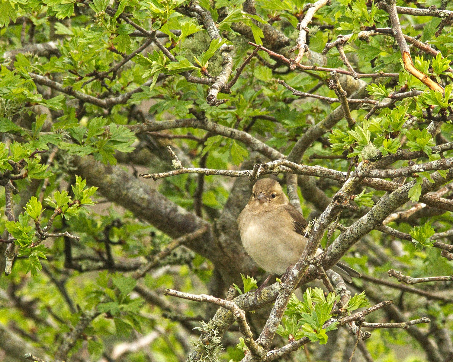livebirdspoland_85bea95c493998435a27bfcacfba2431.jpg