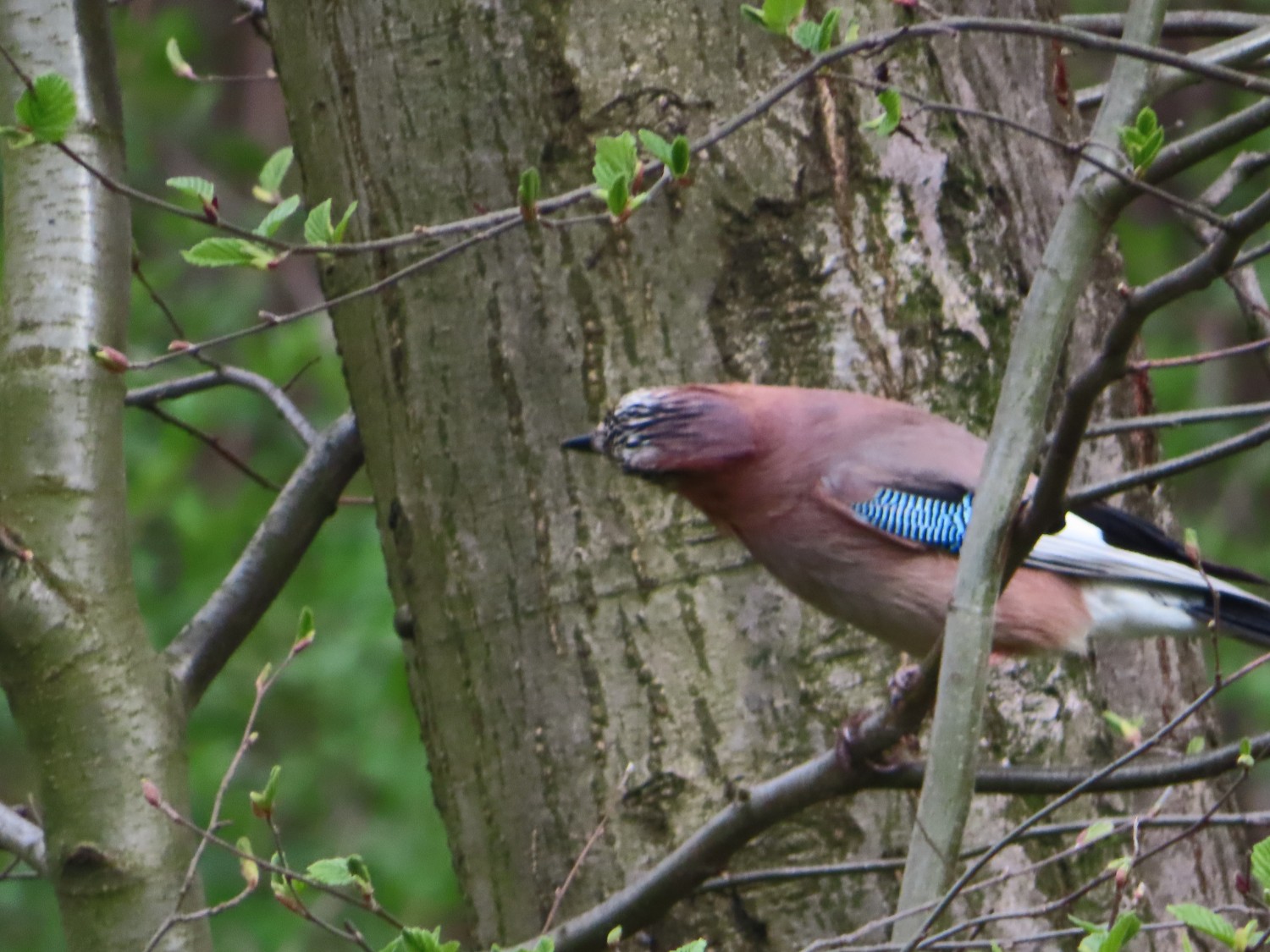 livebirdspoland_856c1b05c8f8e0a11f539b84a6bdd5de.jpg