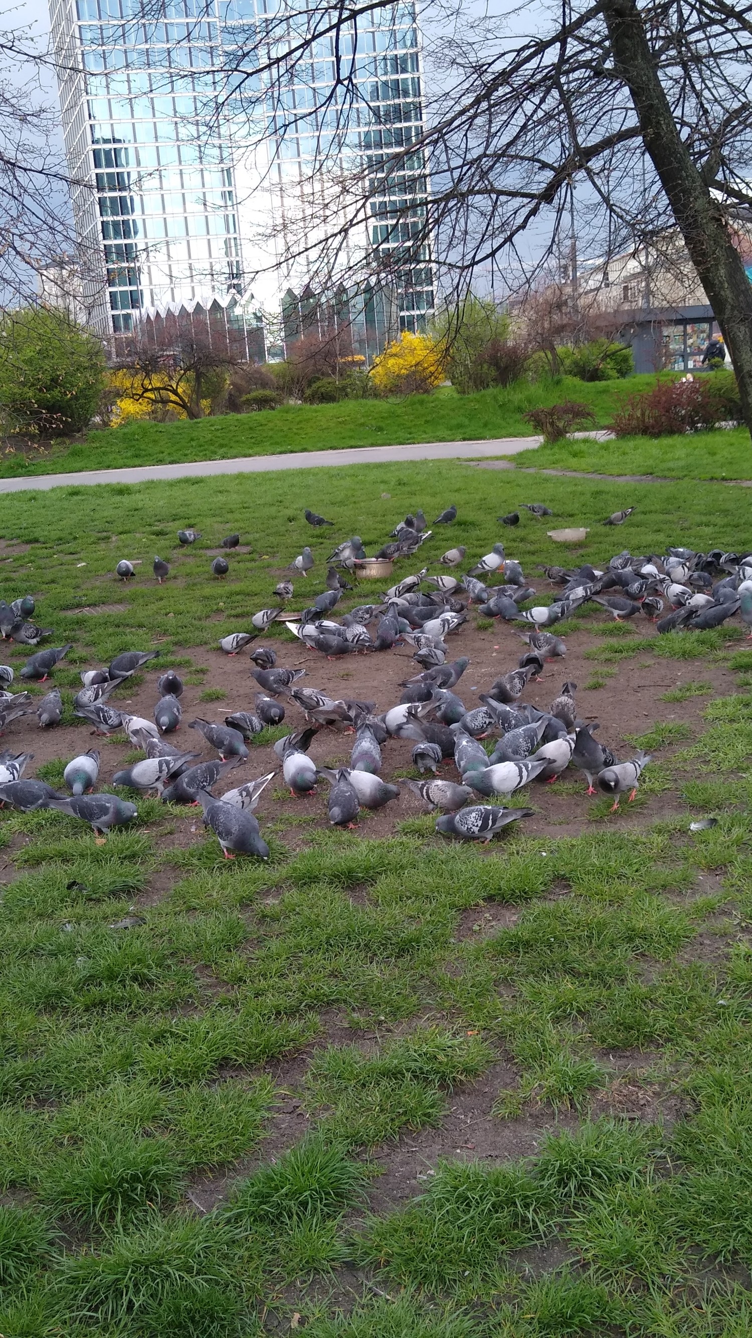 livebirdspoland_ab434b3d18db013f76d7e365e4cacca3.jpg