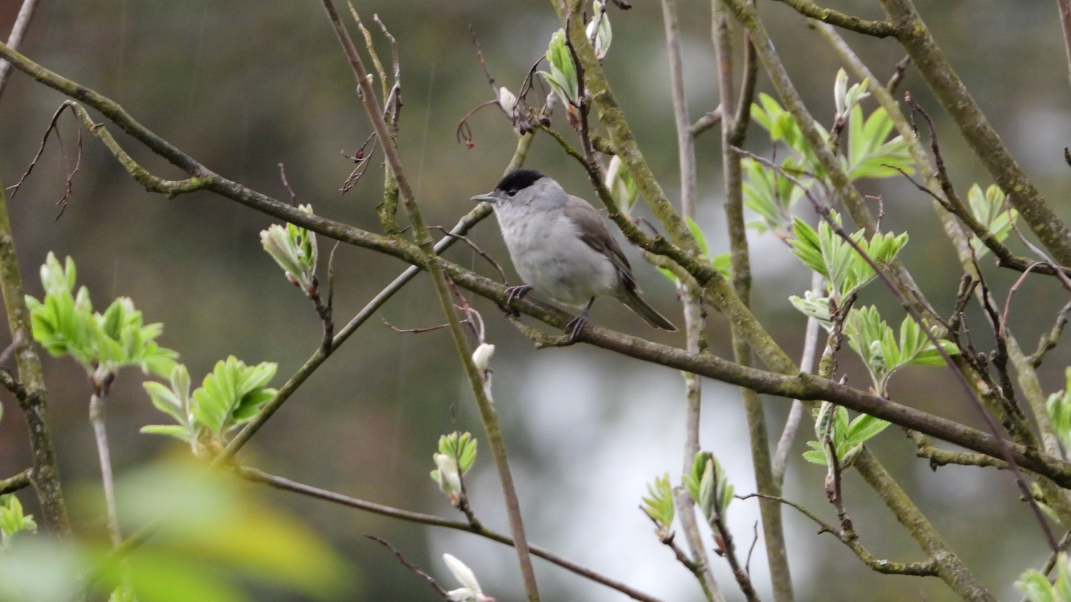 livebirdspoland_5f2c46f5ead1a6c5bd170f46ba93c4c9.jpg