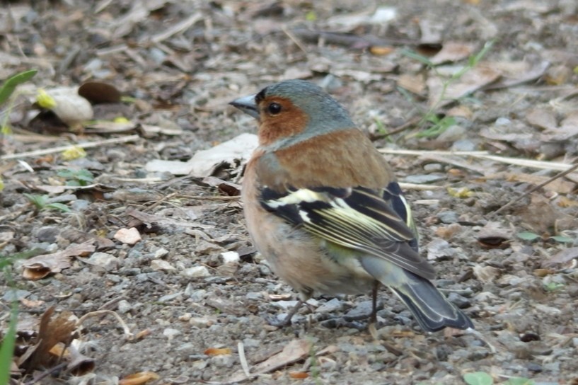 livebirdspoland_af346c2aa283529ab72cb377f86da882.jpg