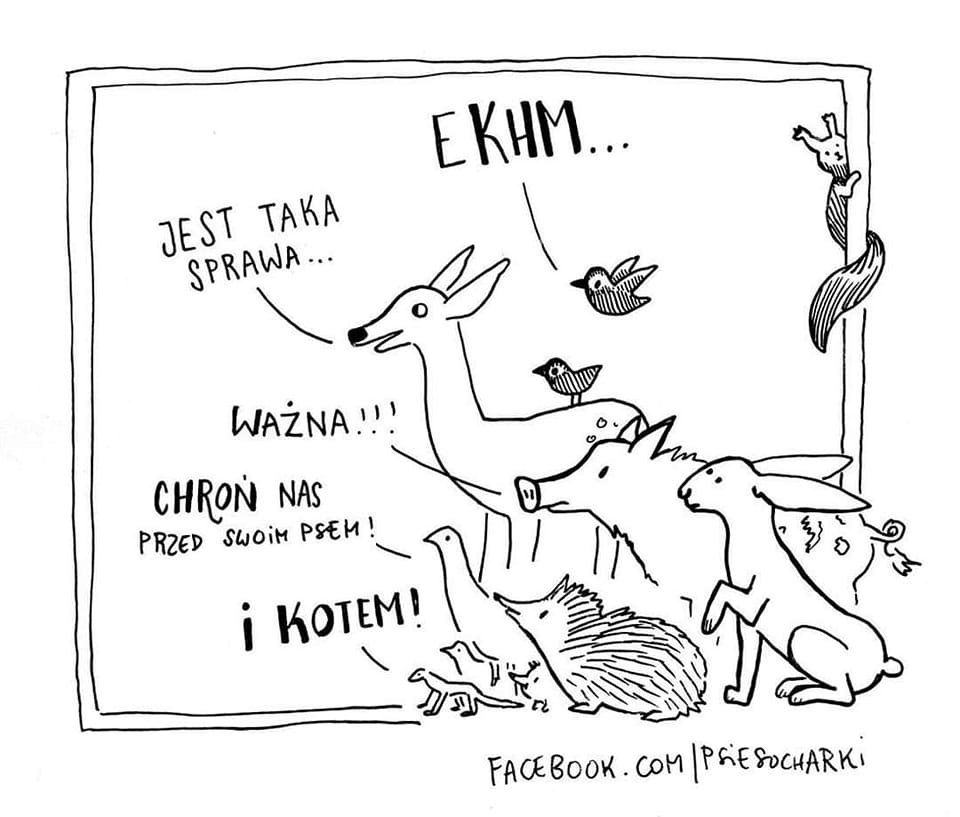 livebirdspoland_aa8fe5c33b411df4c380faf0a3427190.png