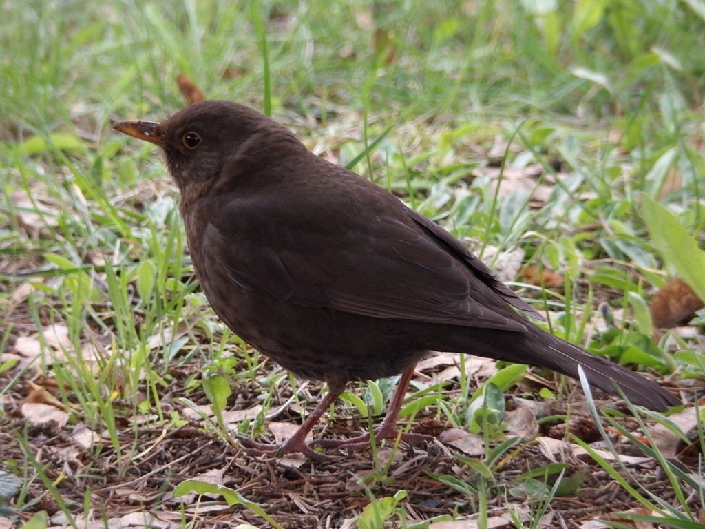 livebirdspoland_97f575739b17a1230068696c68b0eb9b.jpg