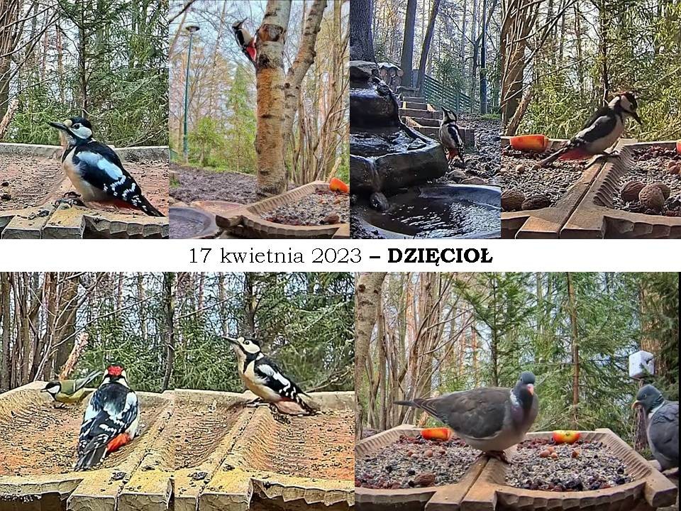 livebirdspoland_2cb6bc5dcc0d79d183f1608734eba4a3.jpg
