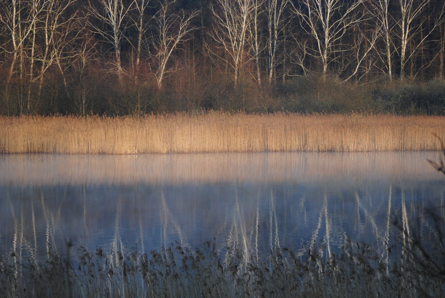 livebirdspoland_09d70c9e5db8ca6a4347236d119cfe1d.jpg