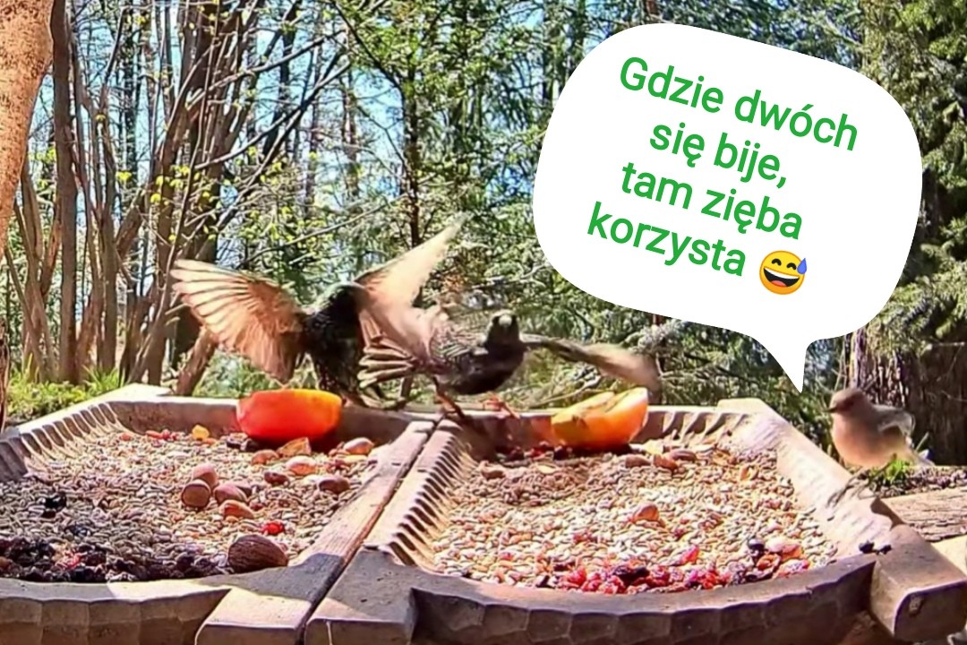 livebirdspoland_bd9adabcda63d538f5a5b33d50830458.jpg