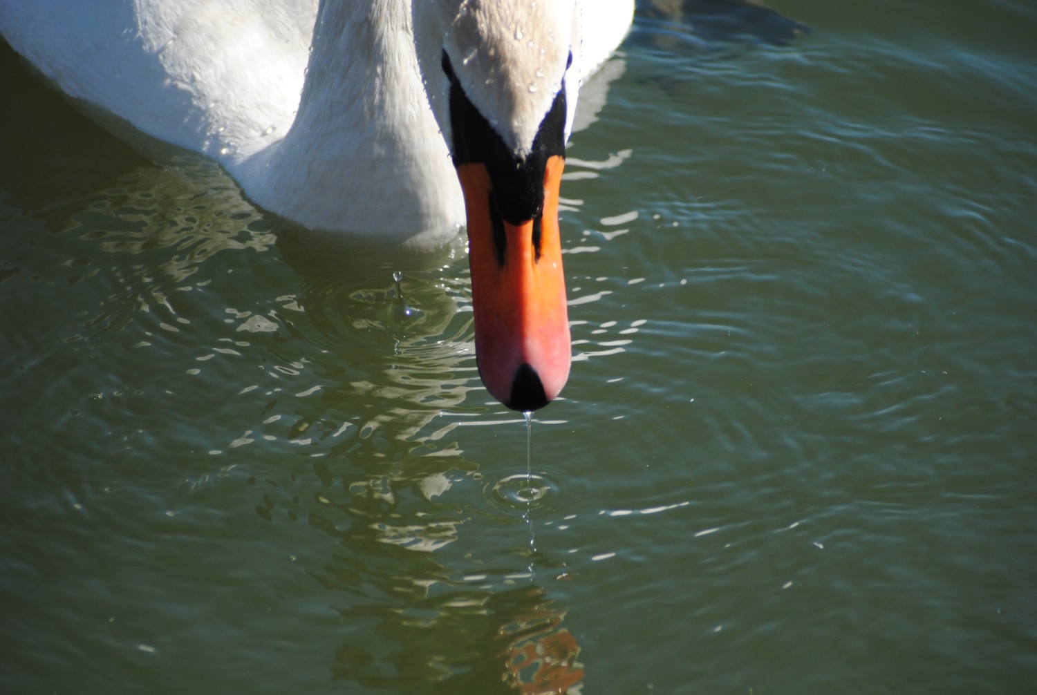 livebirdspoland_16b1fd74e6ca44a07cc2f993d8ee84b4.jpg