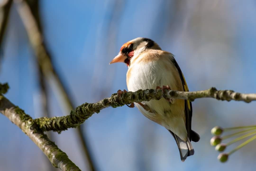 livebirdspoland_a35248366542dbcd3d68706cac921d3e.jpg