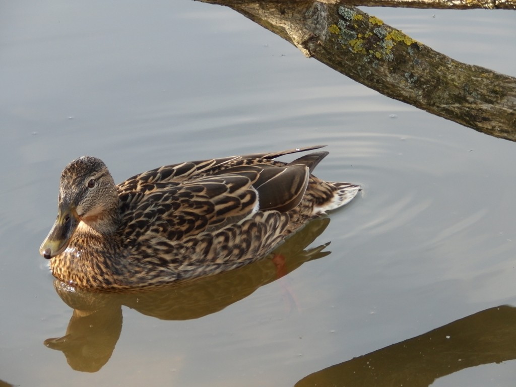 livebirdspoland_9ffbc8b98e625366c2d20210cdfb25d6.jpg