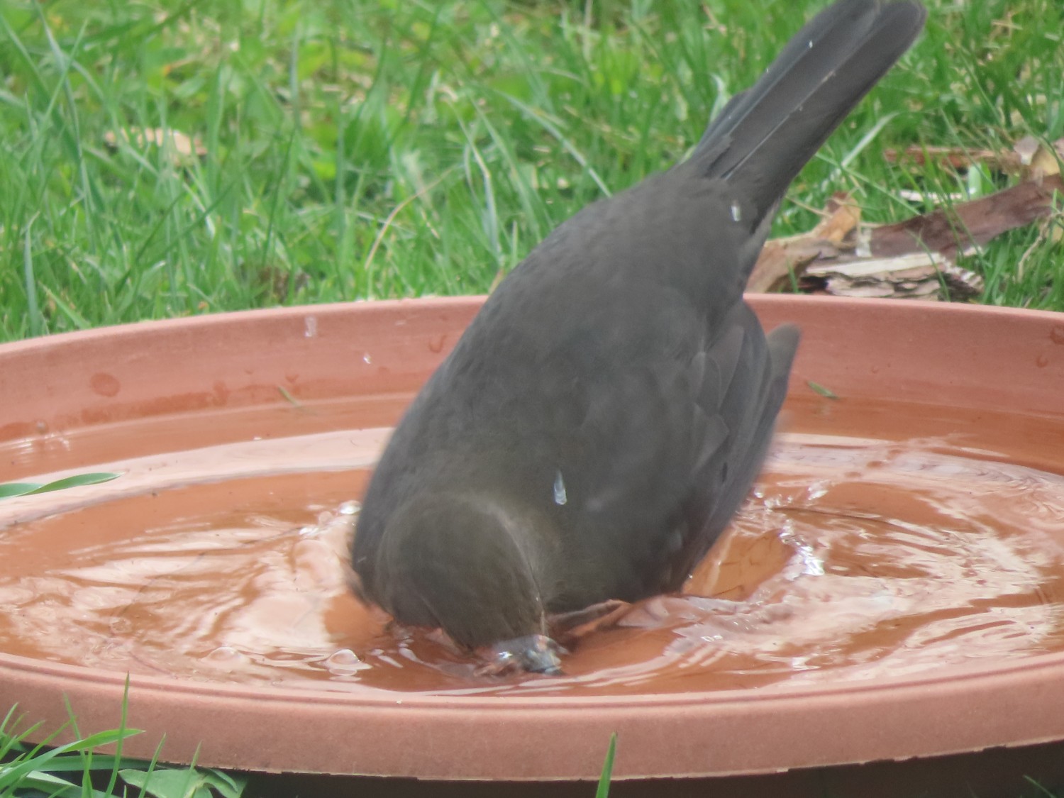 livebirdspoland_520729a2042462fea56d5d119adf2428.jpg