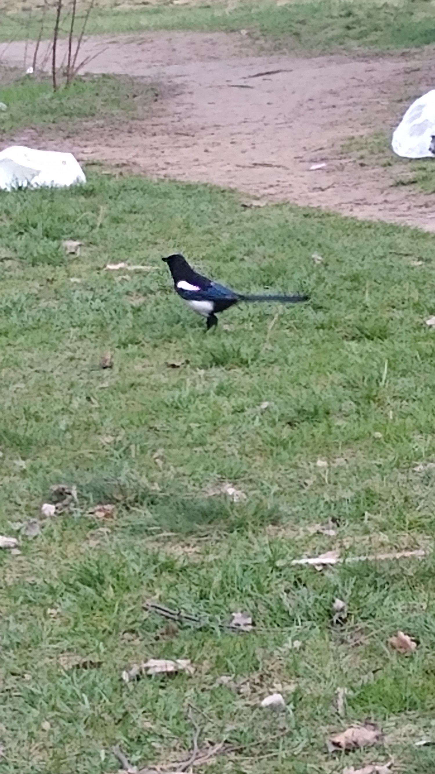 livebirdspoland_8a142445a264ec9bcd8b5b32f493b496.jpg