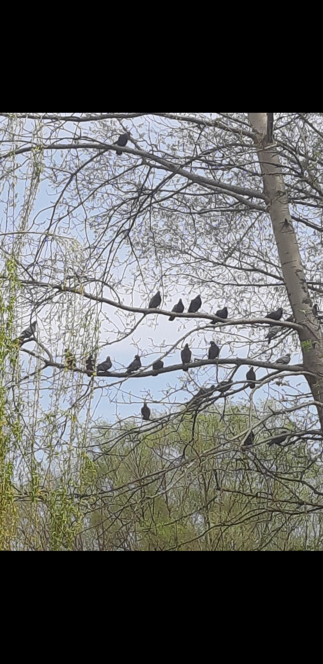 livebirdspoland_05ebe9be1794d81416f2adae4a9dd360.jpg