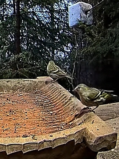 livebirdspoland_af51eb470bad3c16f016c4e0c51c5385.jpg