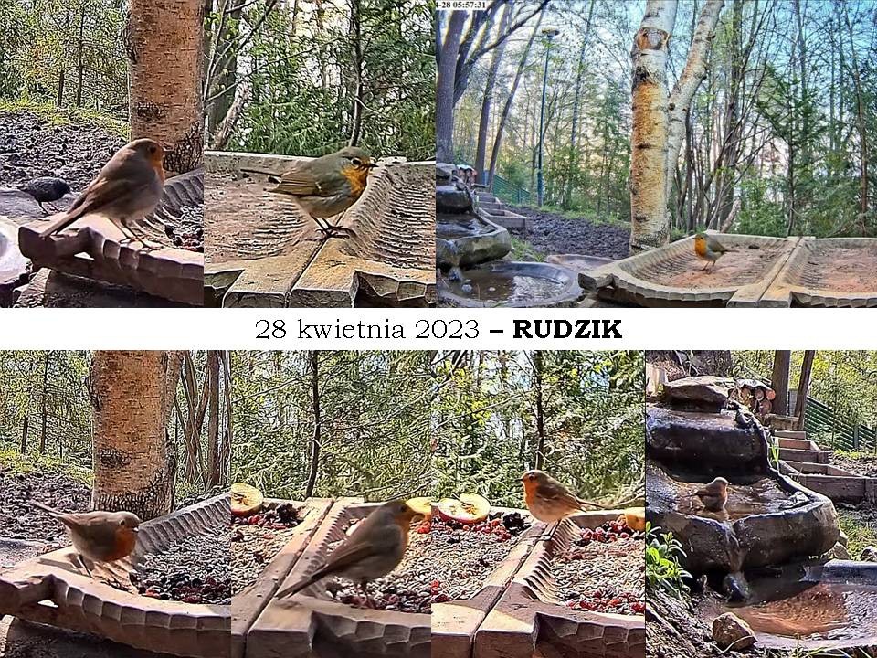 livebirdspoland_262c5952c8ded9bda6dfb9a17d4d2350.jpg