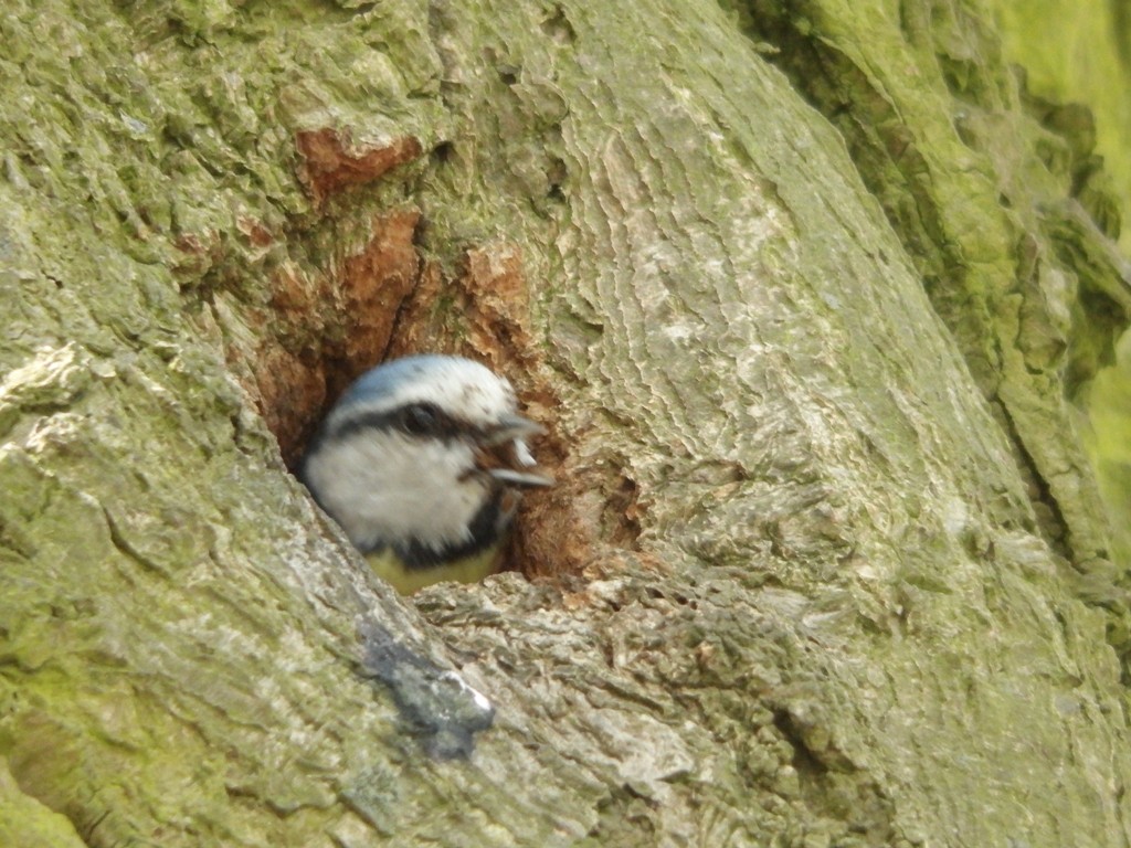 livebirdspoland_4e0c79084164d913772ef13059e26019.jpg